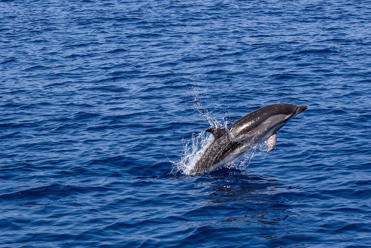 Dauphins, Quiberon